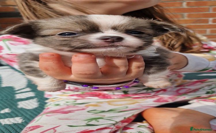 Chihuahua dogs - Advert 1