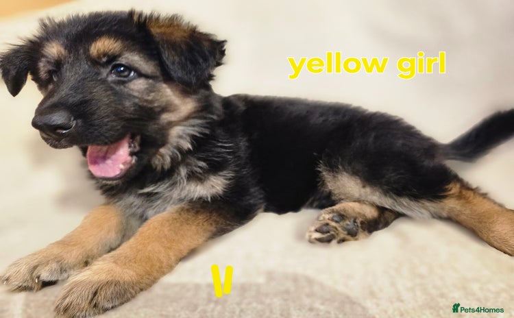 German Shepherd dogs - Advert 5