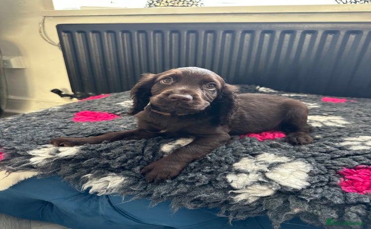 Cocker Spaniel dogs - Advert 2