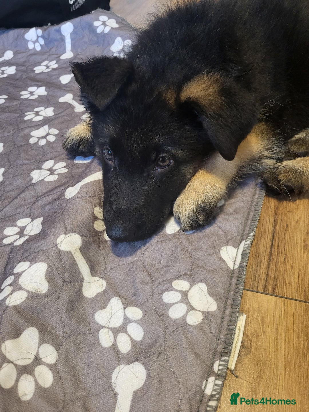 German Shepherd dogs for sale: German shepard puppies for sale - Advert 23