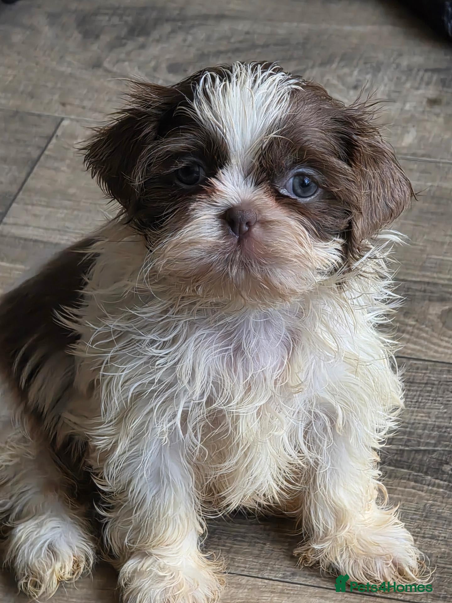Shih Tzu dogs Ready Wed 30th Amazing imperial shih tzu puppies  - Advert 1