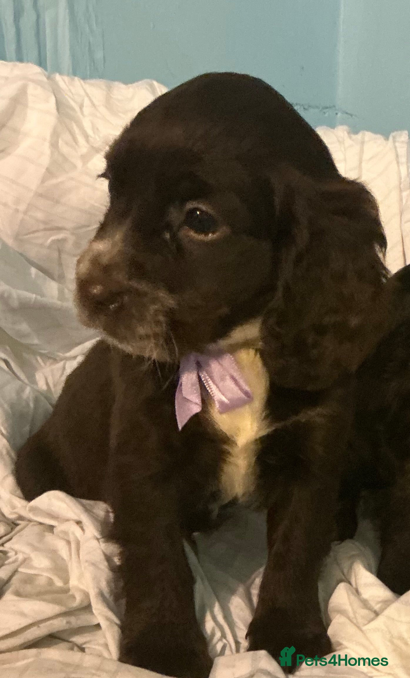 Sprocker dogs 8 beautiful sprockers  - Advert 10