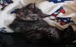 British Shorthair cats for sale: British shorthaired mixed with Ragdoll kitten - Image 4