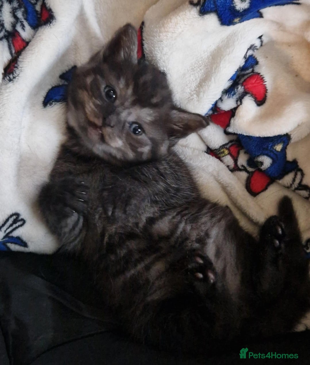 British Shorthair cats for sale: British shorthaired mixed with Ragdoll kitten - Image 4