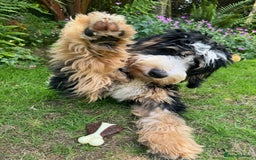 Bernedoodle dogs for sale: Curtabemdoodles Bernedoodles  - Image 31
