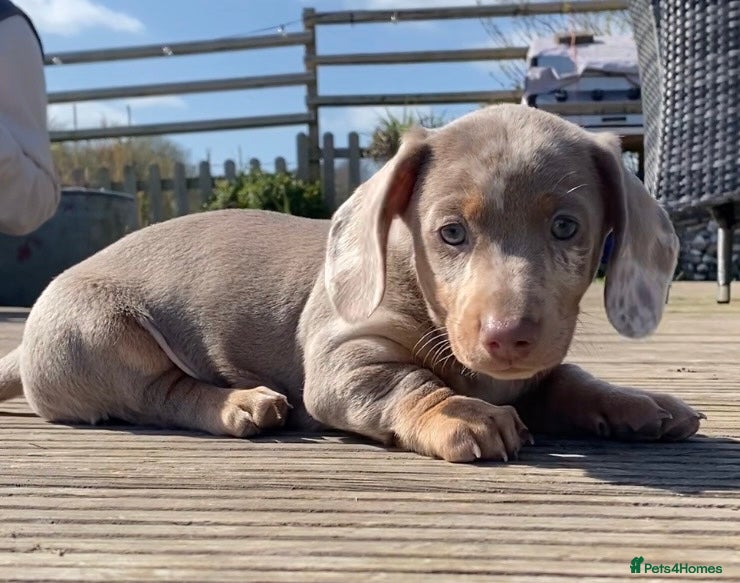 Miniature Dachshund dogs LAST 2 Reduced Dapples! KC Mini Dachshund Puppies  - Advert 17
