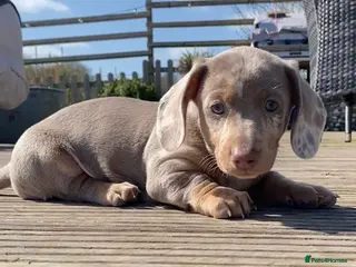 Miniature Dachshund dogs LAST 2 Reduced Dapples! KC Mini Dachshund Puppies - Advert 17