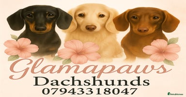 Miniature Dachshund dogs - Advert 12