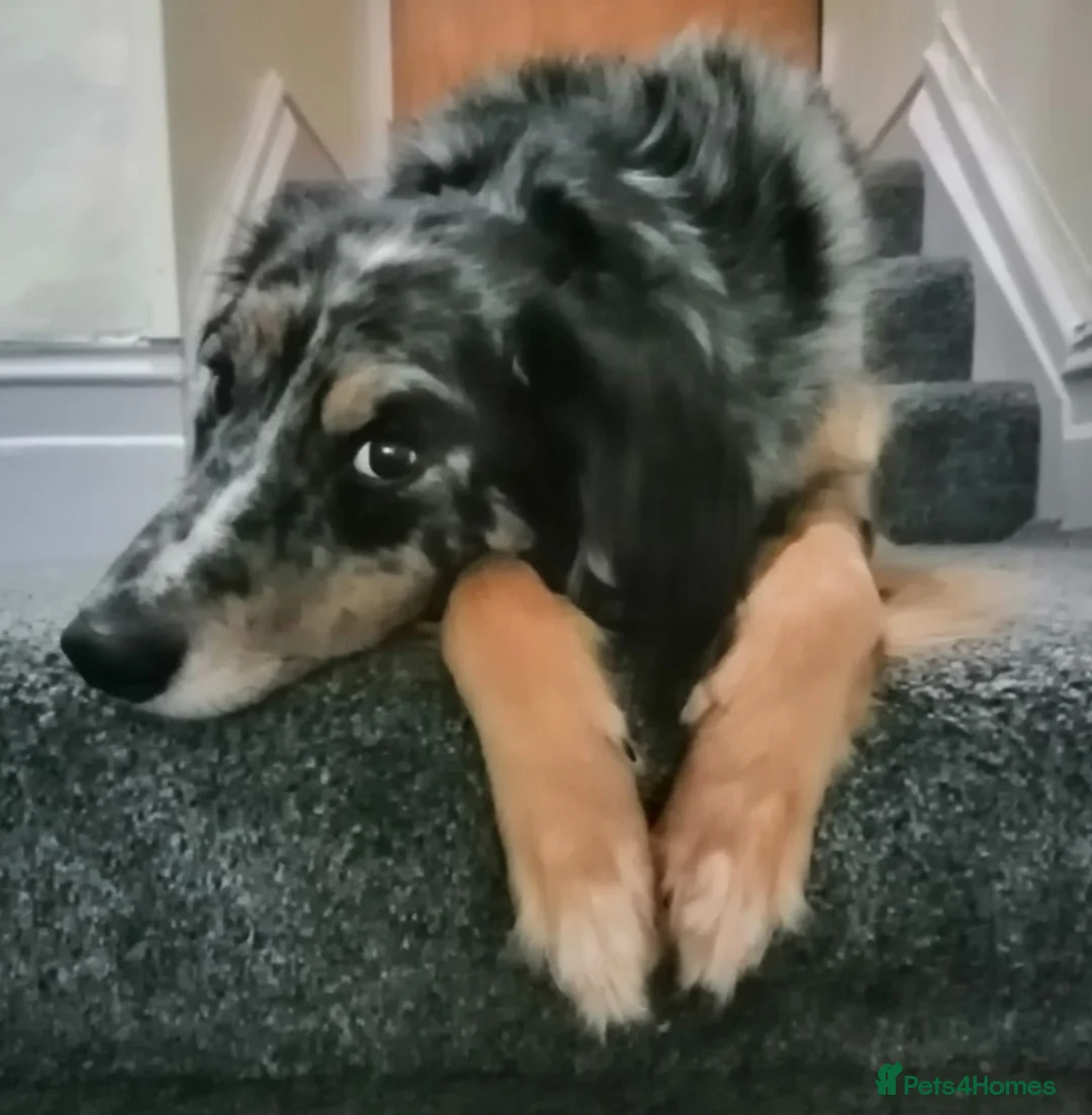 Border Collie dogs for sale: Kasper - Advert 1