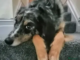 Border Collie dogs Kasper - Advert 1