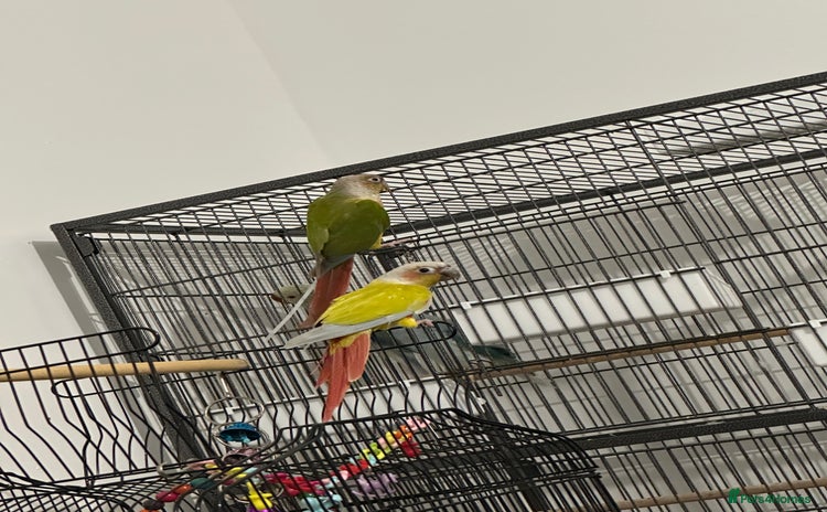 Canaries birds - Advert 1