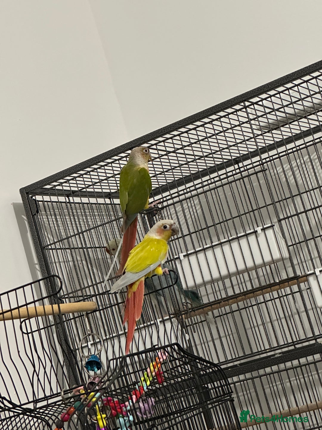 Canaries birds for sale: Bonded pair of Suncheek Conures breeding pair N 3y - Image 1