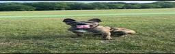 Mixed Breed dogs for stud: Belgian malinios x American bully for stud - Advert 11