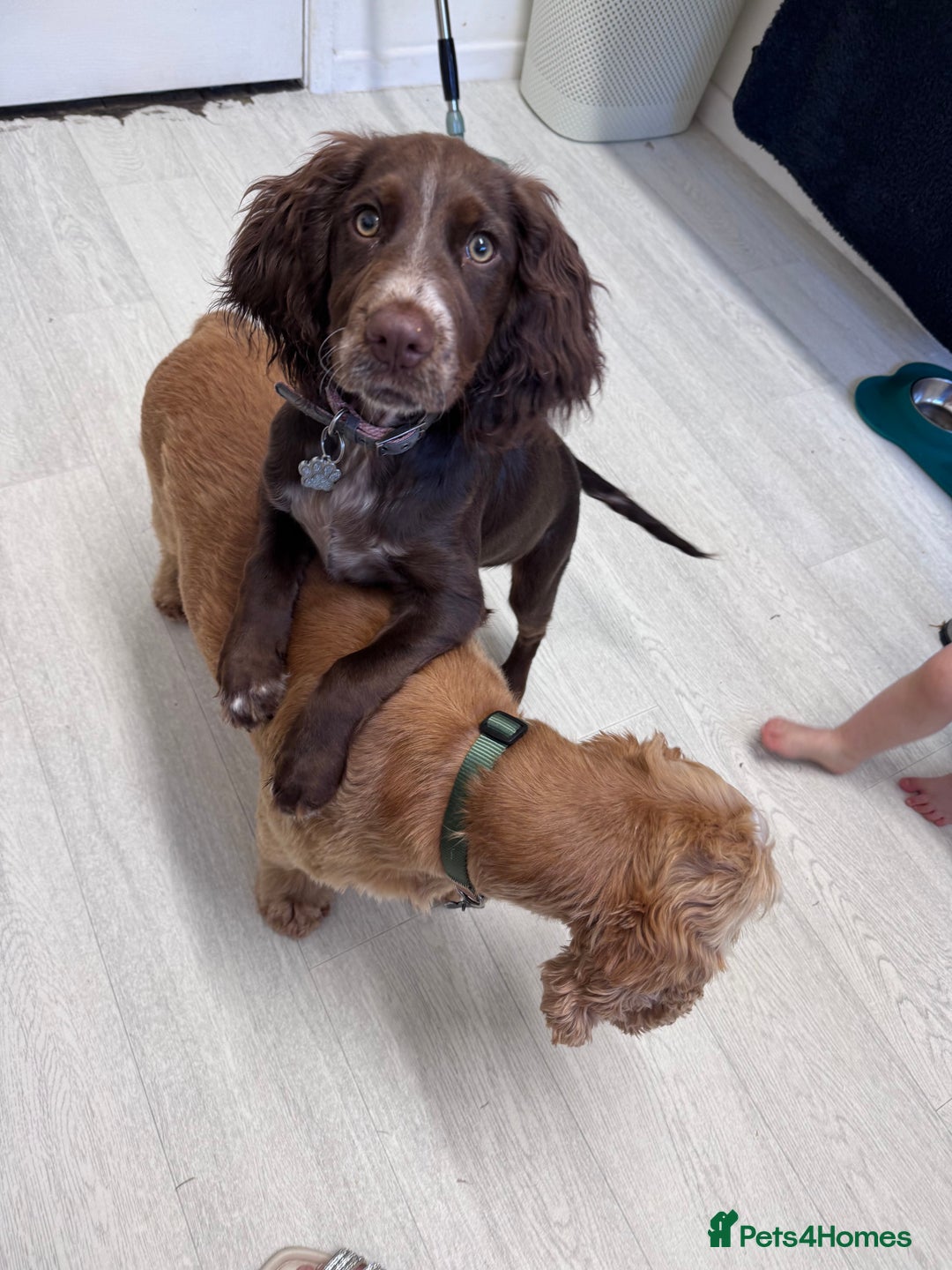 Cocker Spaniel dogs for sale: Lola  - Image 6