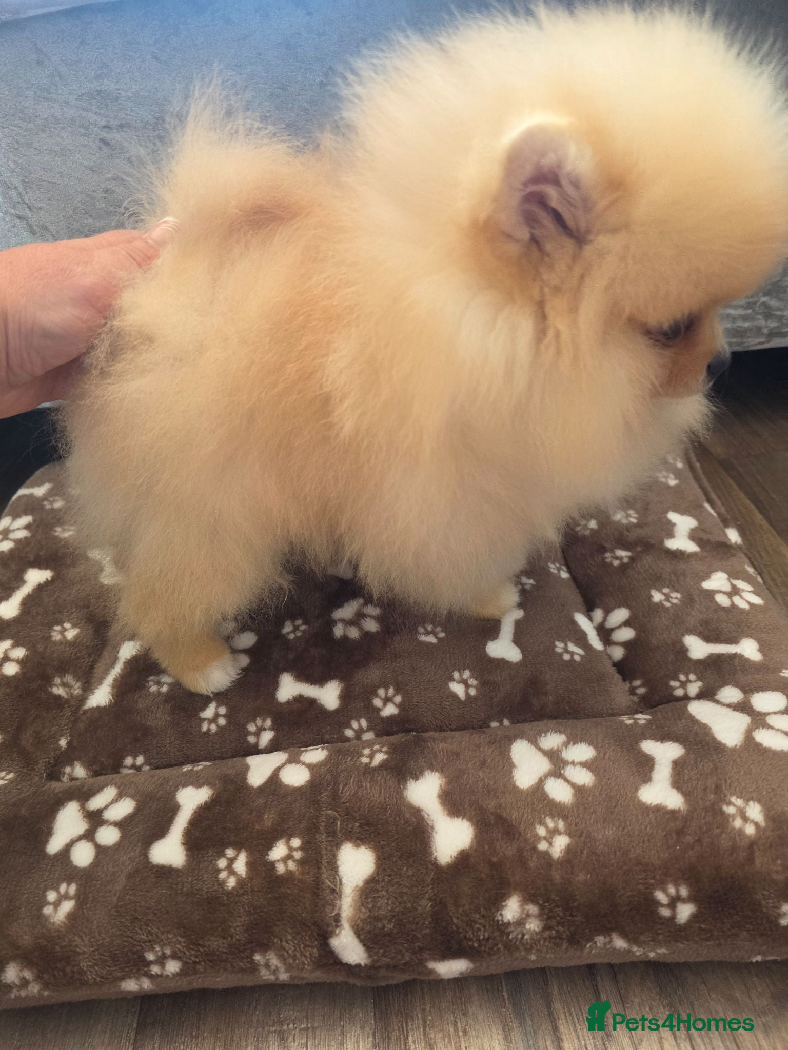 Pomeranian dogs Pom puppies - Advert 2