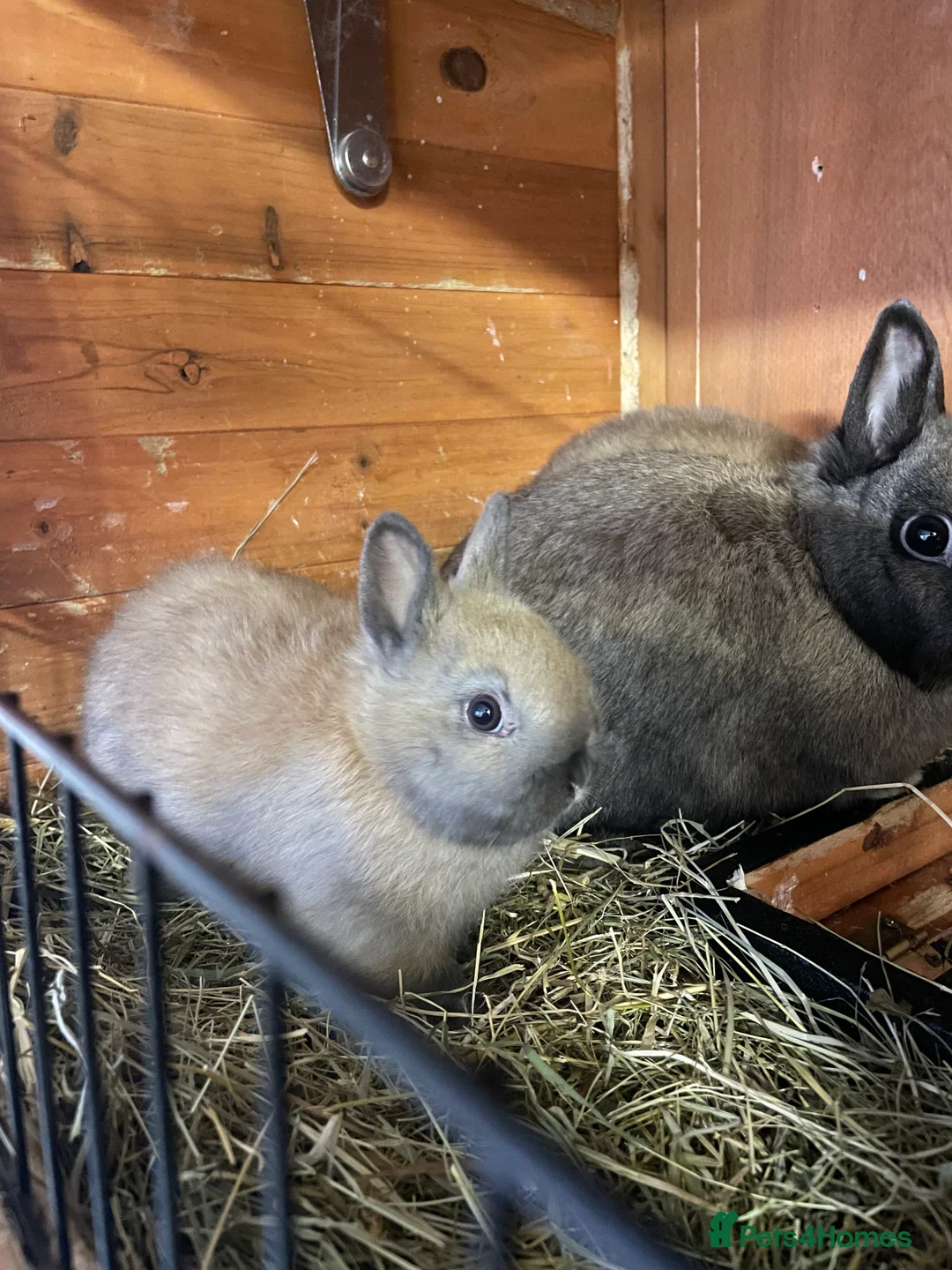 Netherland Dwarf rabbits for sale: 🐰 Adorable Baby Rabbits Ready for New Homes! 🐰 - Advert 1