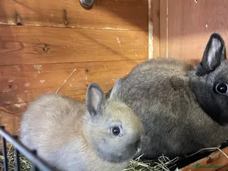 Netherland Dwarf rabbits 🐰 Adorable Baby Rabbits Ready for New Homes! 🐰 - Advert 5