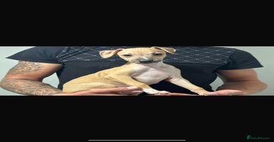Italian Greyhound dogs - Advert 2