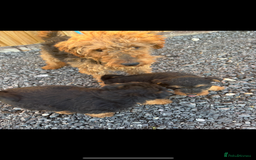Welsh Terrier dogs for sale: Our 2 beautiful Welsh terrier pups for sale - Image 4