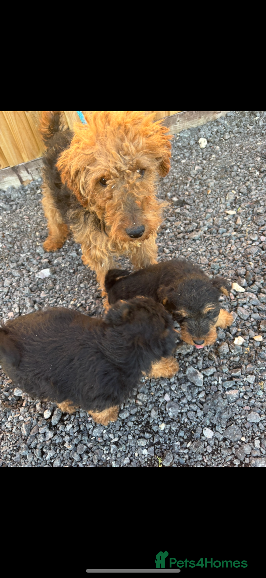 Welsh Terrier dogs for sale: Our 2 beautiful Welsh terrier pups for sale - Image 4
