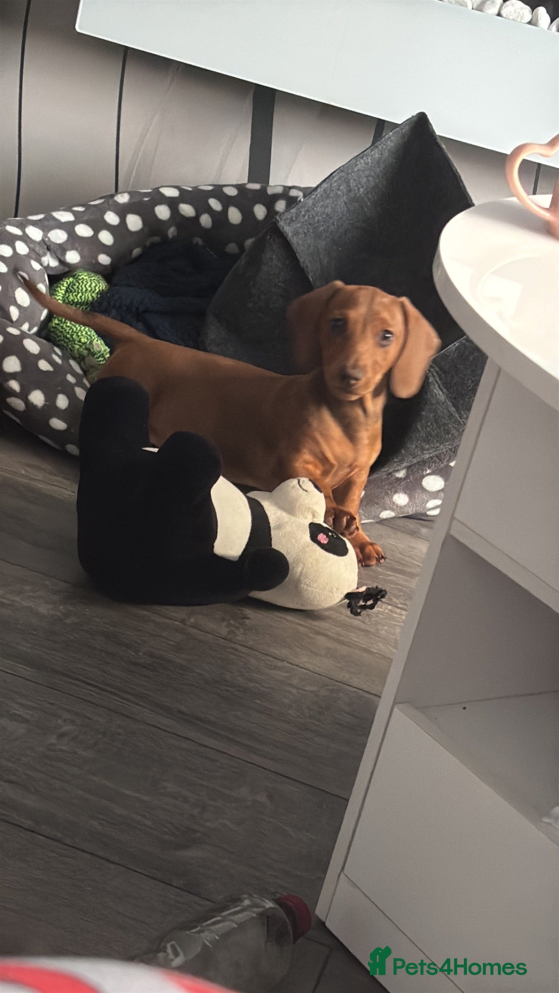 Dachshund dogs Loving pet for new home  - Advert 1