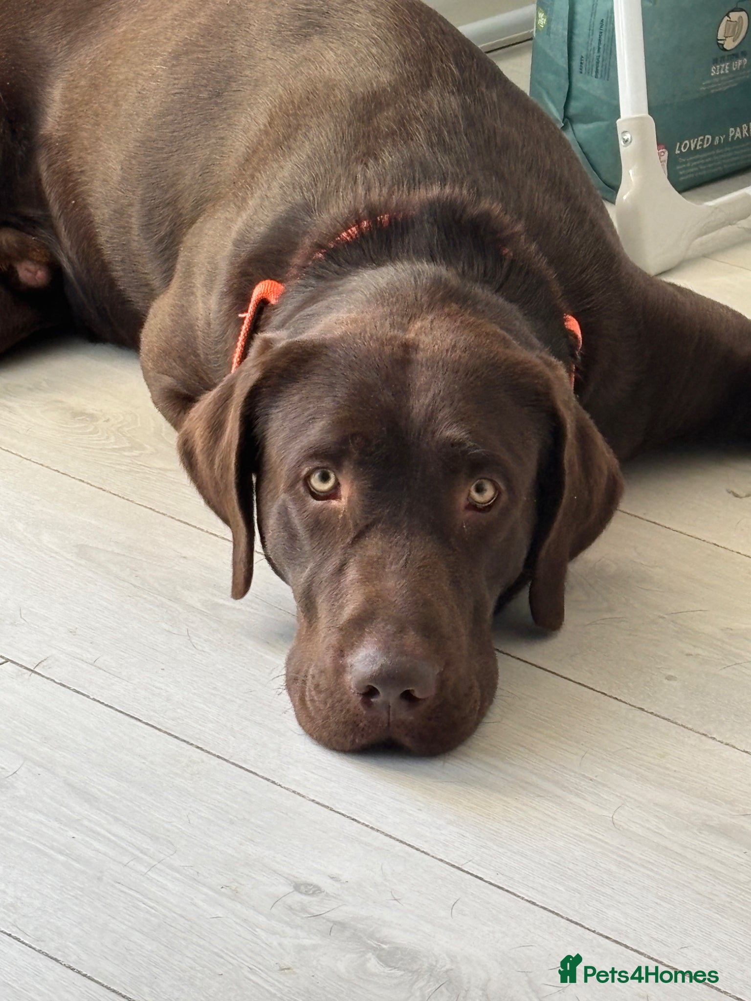 Labrador Retriever dogs Chocolate Labrador aged 2 - Advert 11