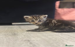 Maine Coon cats for sale: Main coon cross  - Image 3
