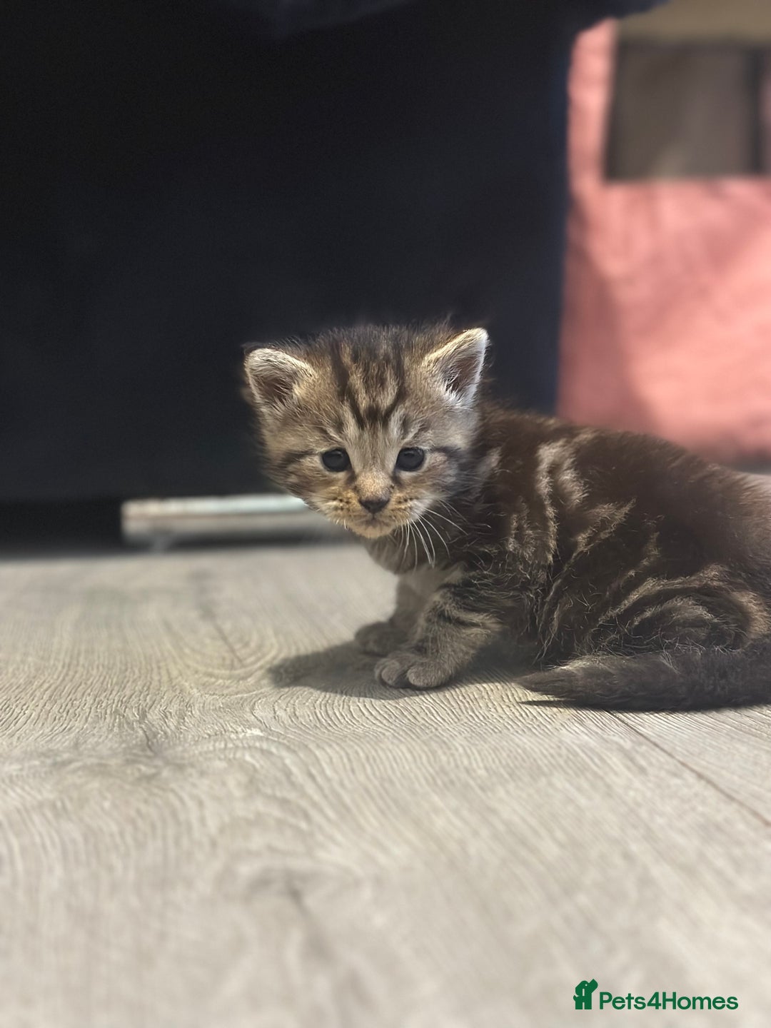 Maine Coon cats for sale: Main coon cross  - Image 3