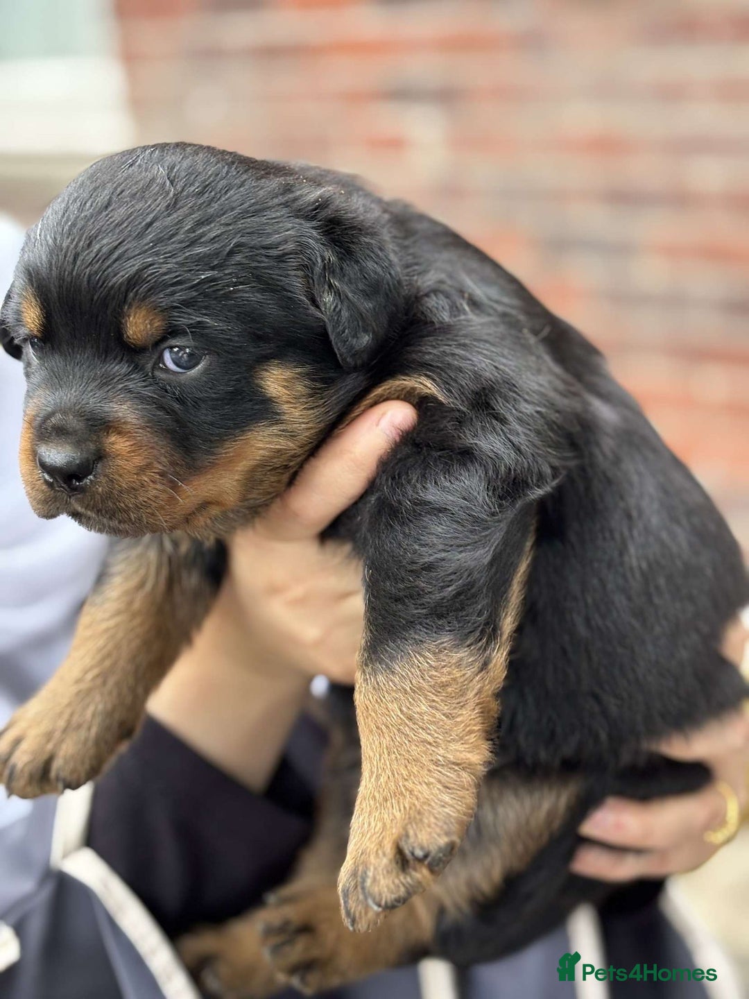 Rottweiler dogs for sale: 5 chunky pure pedigree Rottweiler pups - Image 24