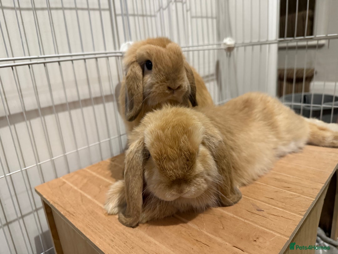 Mini Lop rabbits for sale: 2 beautiful male mini lops with full setup - Image 2