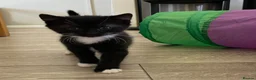 British Longhair cats for sale: 4 adorable kittens - Advert 6