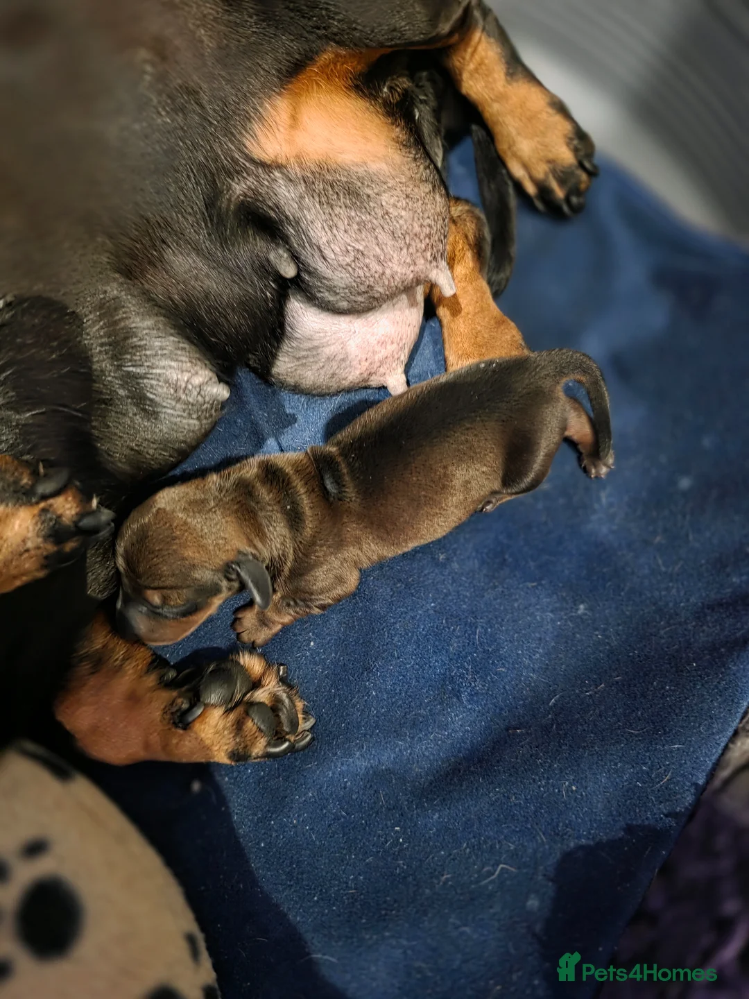 Dachshund dogs for sale: KC Registered Miniature Smooth Haired Dachshund  - Advert 5