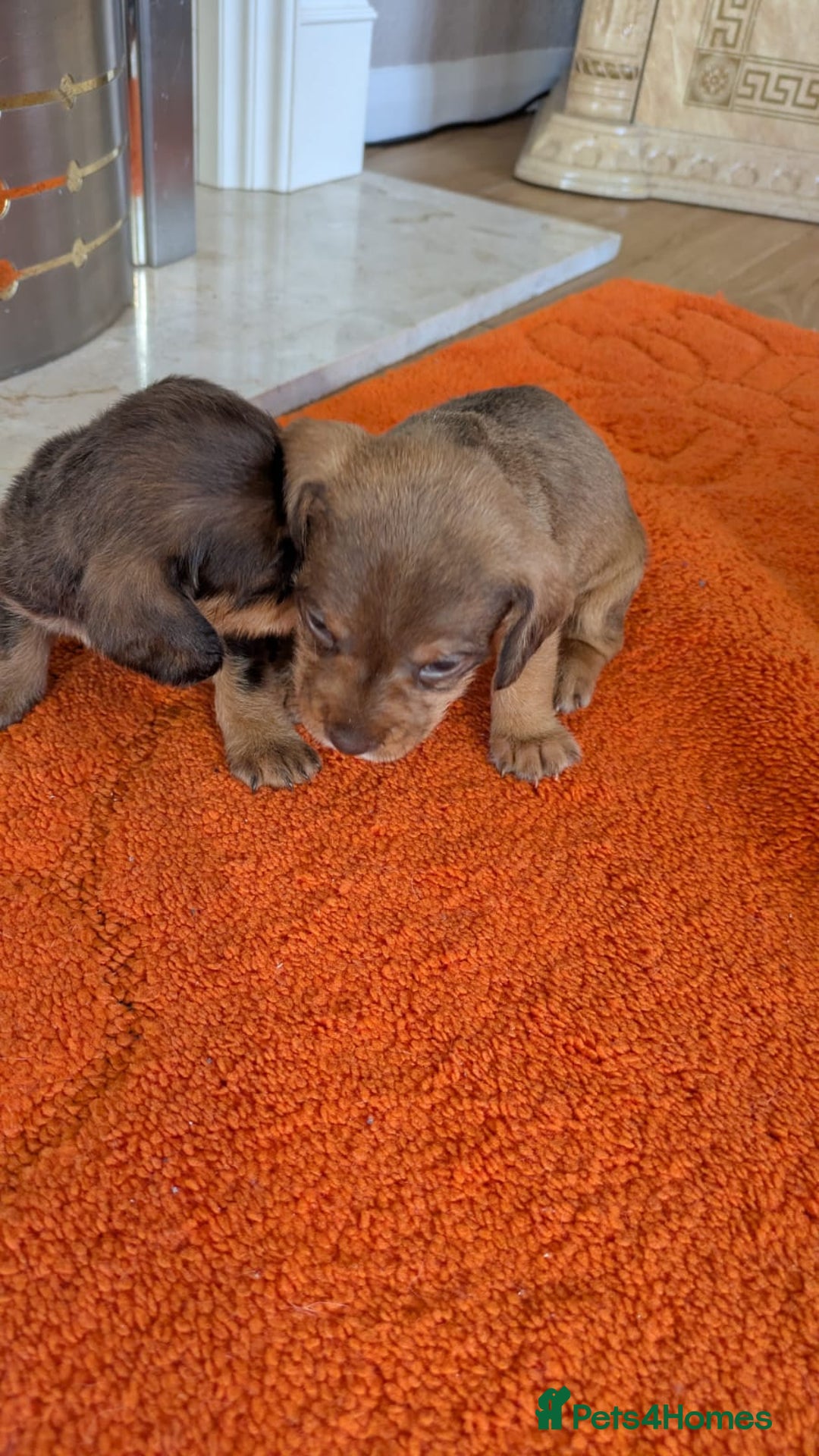 Mixed Breed dogs for sale: 3/4Dachshund X 1/4Jack  - Image 10