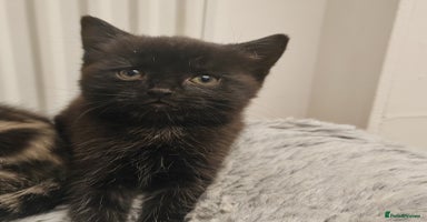 Mixed Breed cats - Advert 12