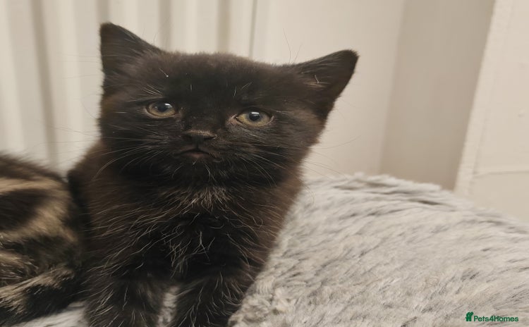 Mixed Breed cats - Advert 1