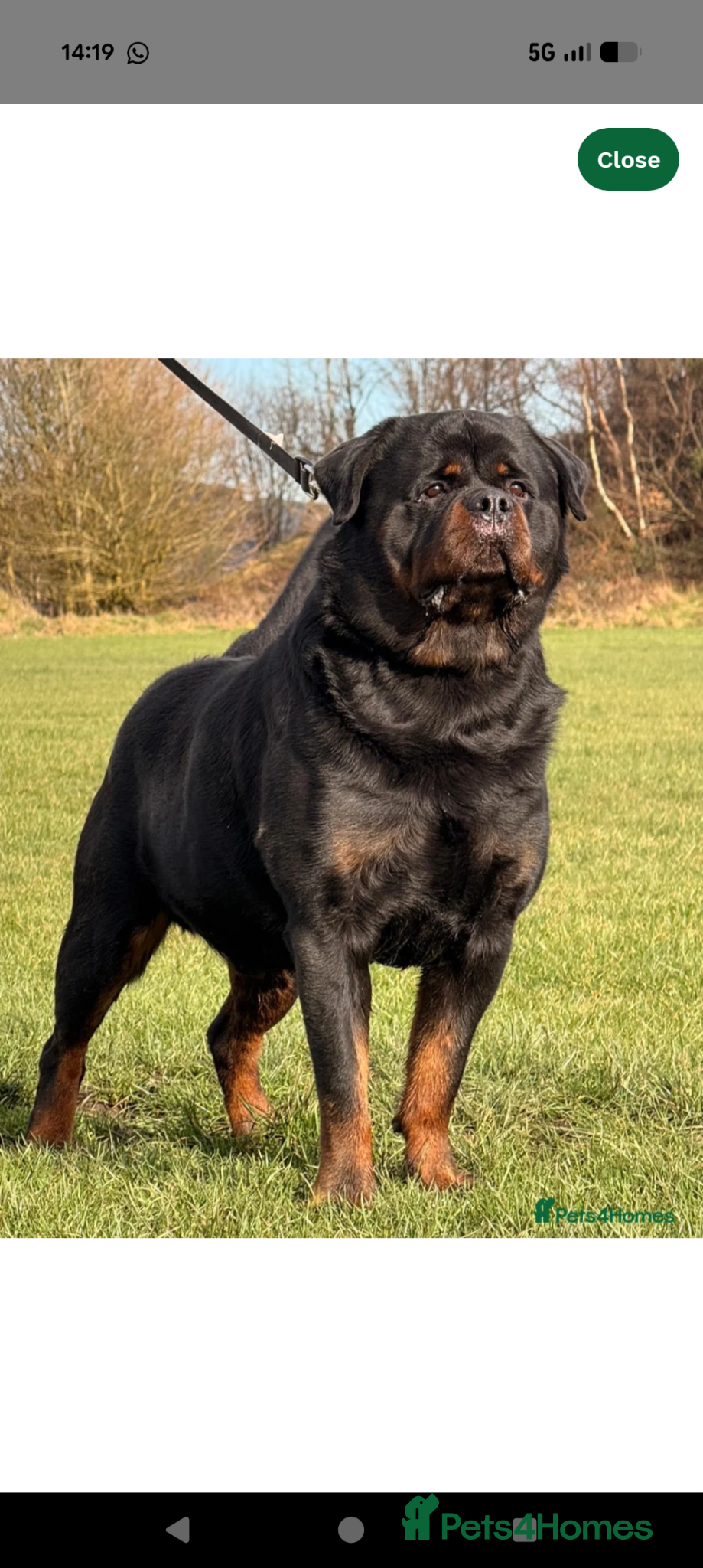 Rottweiler dogs Female Rottweiler pup for sale  - Advert 2