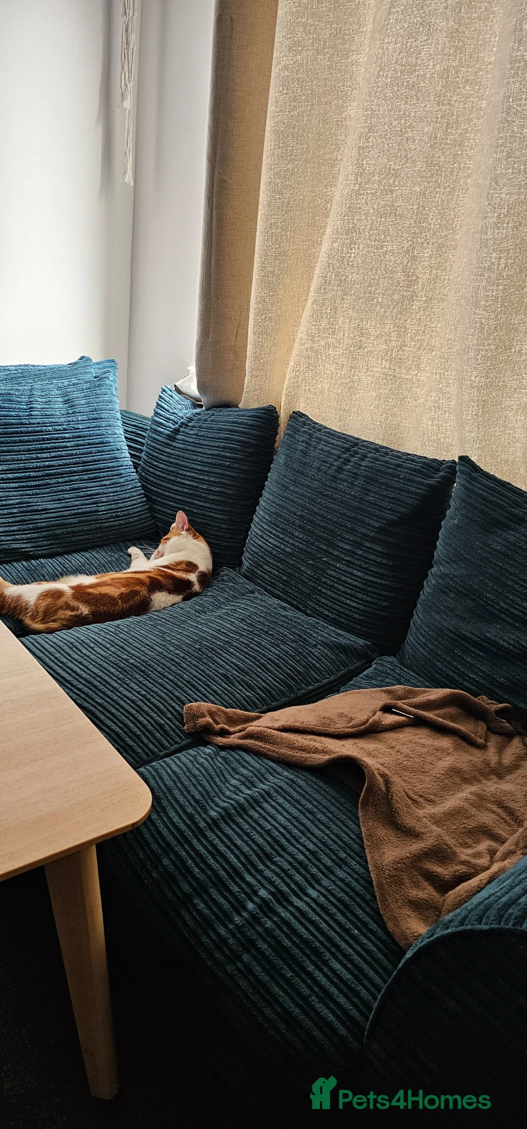 American Shorthair cats for sale: American short hair  - Advert 3