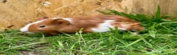 Guinea Pig rodents for sale: Young Guinea pigs  - Advert 13