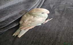 Parakeets birds for sale: Hand-reared Kakariki Chicks  - Image 3