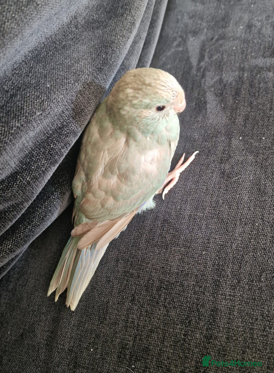 Parakeets birds for sale: Hand-reared Kakariki Chicks  - Image 3