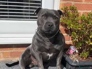 Staffordshire Bull Terrier dogs Male Blue staffy for proving - Advert 8