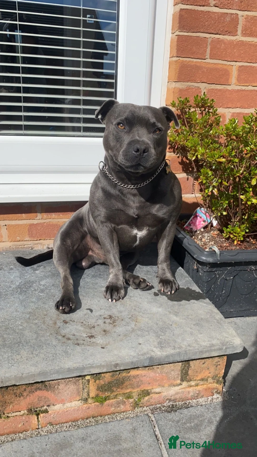 Staffordshire Bull Terrier dogs for stud: Male Blue staffy for proving  - Advert 1