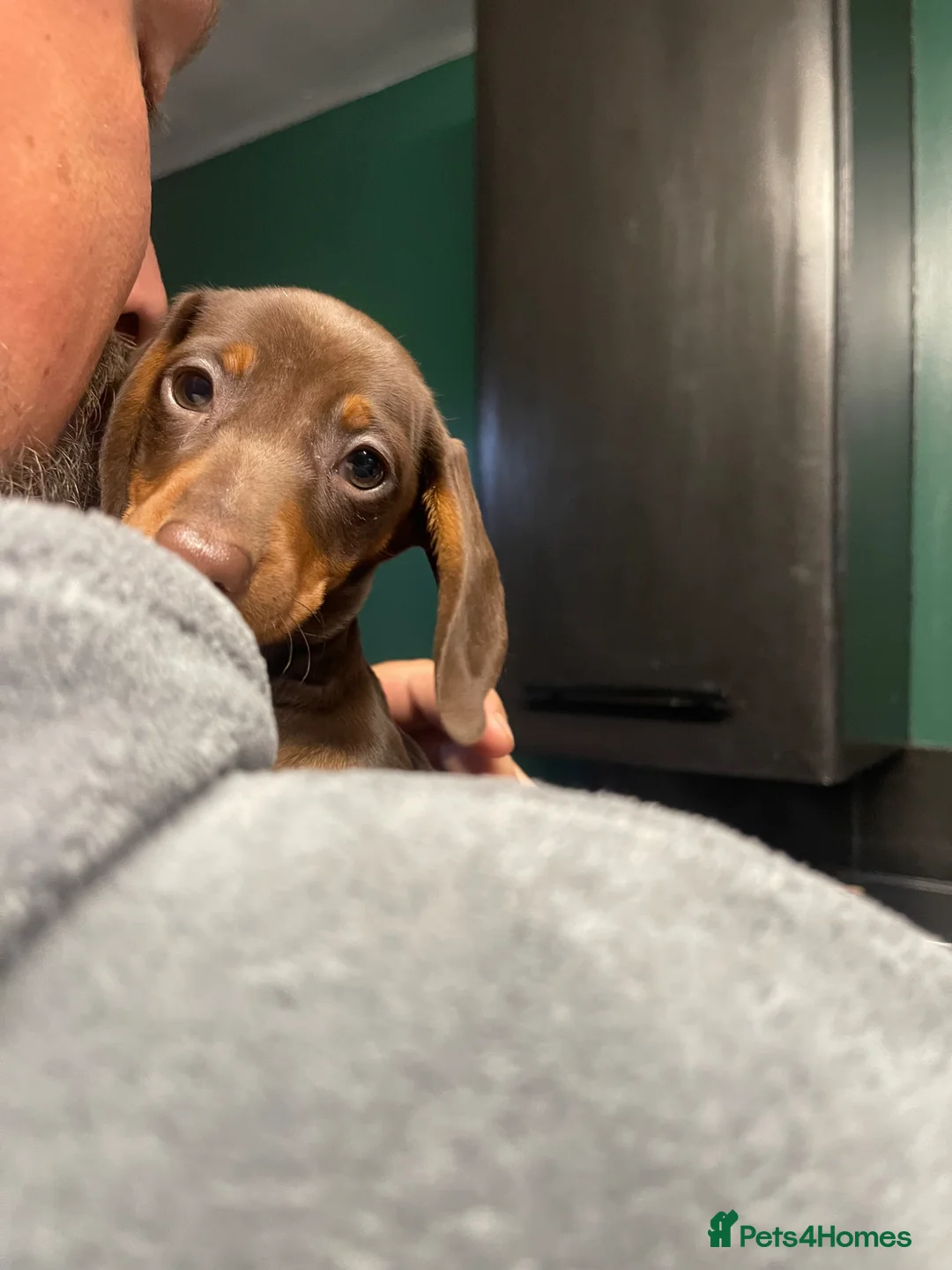 Miniature Dachshund dogs for sale: Gorgeous boy - Advert 5