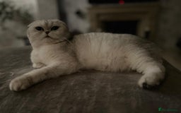 Scottish Fold cats for sale: ACTIVE QUEEN ns11  - Image 4