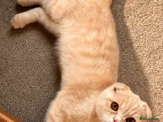Scottish Fold cats Scottish fold kittens - Advert 1