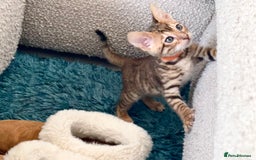 Toyger cats for sale: Full Pedigree Toyger Kittens Last Litter of 2025 - Image 11
