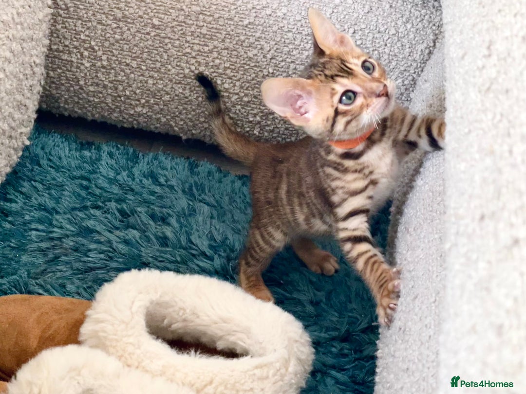 Toyger cats for sale: Full Pedigree Toyger Kittens Last Litter of 2025 - Image 11