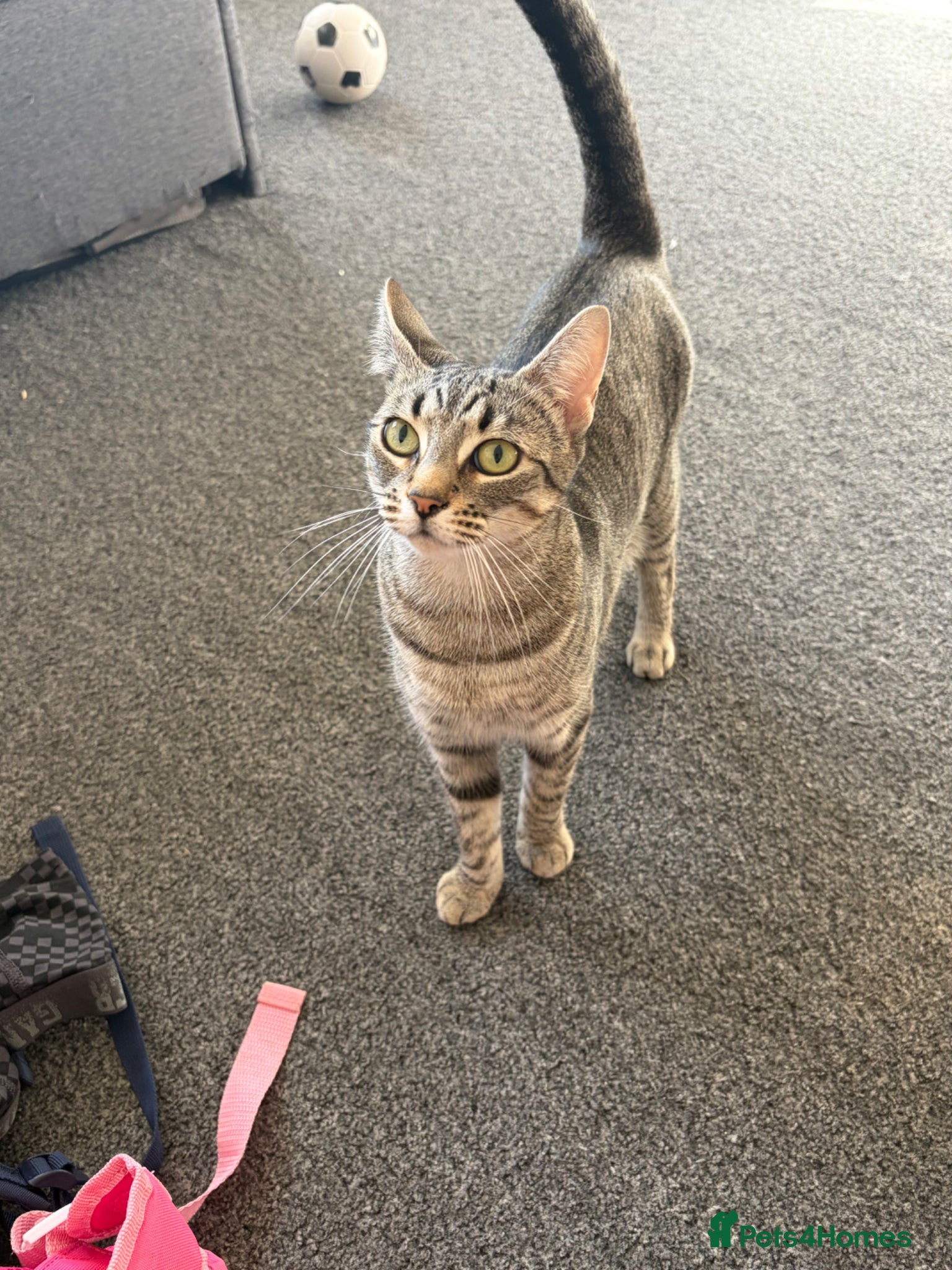 British Shorthair cats Tabby kittens  - Advert 1