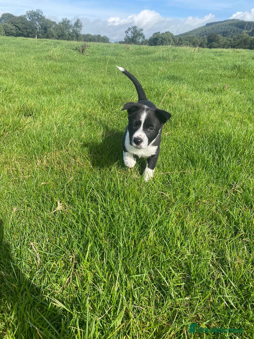 Border Collie dogs for sale: 6 border collie puppies  - Image 13