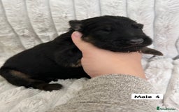 German Shepherd dogs for sale: BIG BONDED, LONG HAIRED GSD PUPPYS  - Image 13